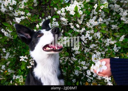 Ein glücklicher Hund in Blumen. Das Tier lächelt. Ein fröhlicher Border Collie Hund lächelt in einer Kirschblüte Stockfoto