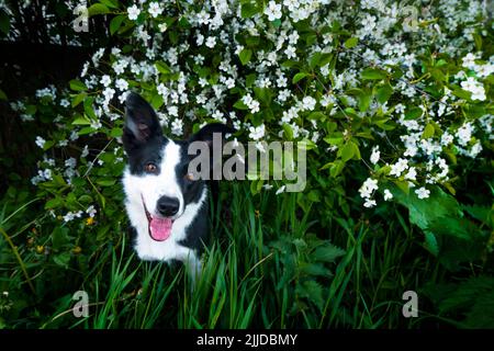 Ein glücklicher Hund in Blumen. Das Tier lächelt. Ein fröhlicher Border Collie Hund lächelt in einer Kirschblüte Stockfoto