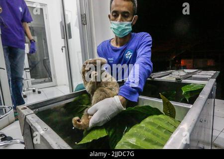 Bogor, Indonesien. 24.. Juli 2022. Ein Tierhalter hält am 24. Juli 2022 einen Sumatran Slow Loris (Nycticebus coucang) bei der Indonesischen Nature Rehabilitation Initiation Foundation (YIARI) in Bogor, Provinz West Java, Indonesien. Insgesamt 6 Sumatera Slow Loris, die in der Batulegi-Region der Provinz Lampung in die Wildnis entlassen werden sollen. (Foto von Andi M Ridwan/INA Photo Agency/Sipa USA) Quelle: SIPA USA/Alamy Live News Stockfoto