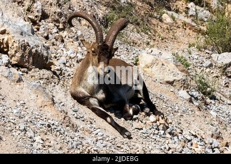 La Herradurra, Almuneca, Andalusien, Spanien. Junger männlicher Iberischer Steinbock im Gespräch bei der Nachmittagssonne in Andalusien, Spanien. 8. Mai 2022 Stockfoto