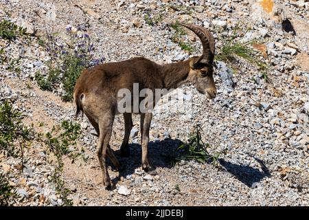 La Herradura, Almuneca, Andalusien, Spanien. Junger männlicher Iberischer Steinbock im Gespräch bei der Nachmittagssonne in Andalusien, Spanien. 8. Mai 2022 Stockfoto