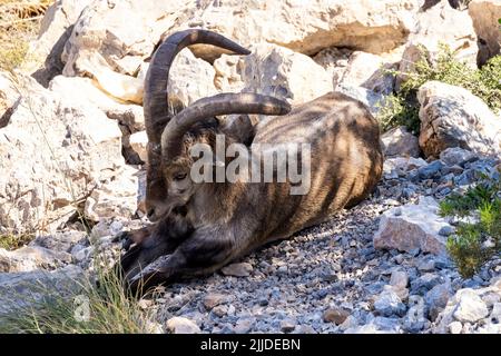 La Herradura, Almuneca. Andalusien, Spanien. Großer männlicher Iberischer Steinbock, der an einem heißen Nachmittag in Andalusien, Spanien, Schatten spendet. 8. Mai 2022 Stockfoto