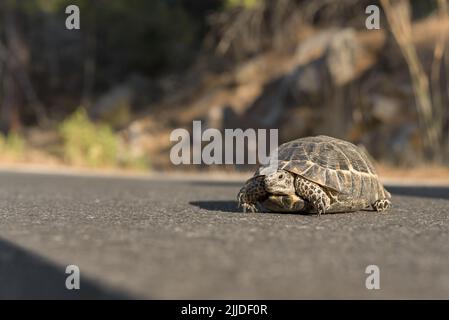 An einem sonnigen Tag überquert eine kleine Landschildkröte die Straße. Stockfoto