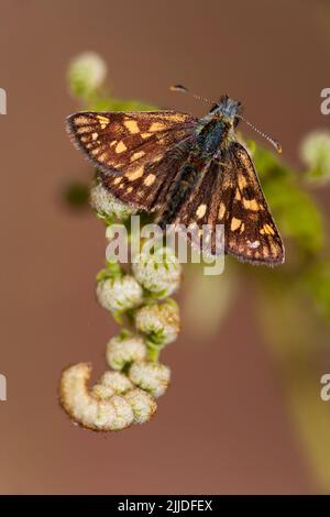 Kariert Skipper Carterocephalus palaemon, thront auf Bracken Frond, Ariundle Oakwood, Schottland im Mai. Stockfoto