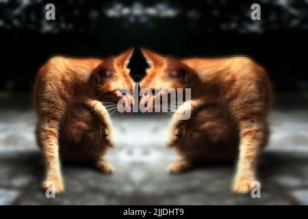 Hauskatze, Felis silvestris catus, Felis catus Stockfoto