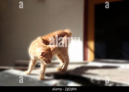 Hauskatze, Felis silvestris catus, Felis catus Stockfoto