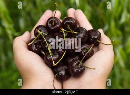 Hände, die eine Handvoll Kirschen oder Süßkirschen aus der Nähe halten. Beeren in den Palmen Stockfoto