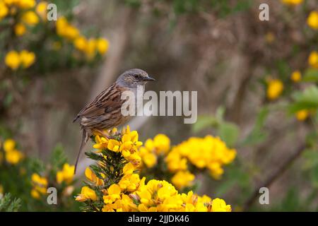 Dunnock Prunella modularis, Erwachsener auf der Insel Mull, Schottland, Großbritannien, Mai Stockfoto