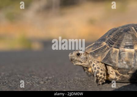 Der Kopf einer mediterranen Landschildkröte vor dem Hintergrund von Asphalt. Nahaufnahme. Stockfoto