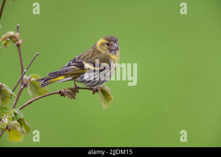 Eurasischer Siskin Carduelis spinus, erwachsenes Weibchen, das auf einem Ast thront, Loch Frisa, Isle of Mull, Schottland, Mai Stockfoto