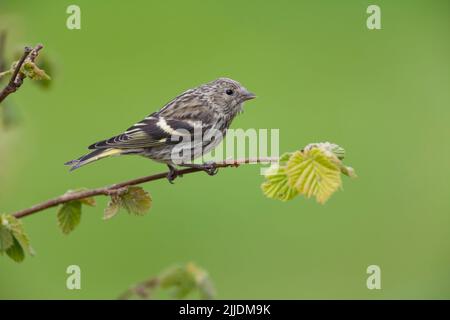 Eurasischer Siskin Carduelis spinus, Jungtier am Ast, Loch Frisa, Isle of Mull, Schottland, Mai Stockfoto