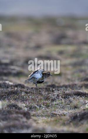 Europäischer Goldpfeiber Pluvialis apricaria, ausgewachsene Flügelstrecken im Moorland, Fetlar, Shetland Isles, Schottland, Großbritannien, Juni Stockfoto