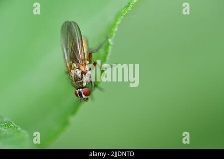 Fliegen Sie auf Blatt, Makrofotografie Stockfoto