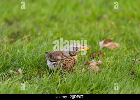 Feldfare Turdus pilaris, Erwachsene auf dem Boden, Tealham Moor, Somerset, Großbritannien, Januar Stockfoto