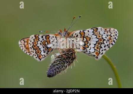 Glanville Fritillary Melitaea cinxia, ein Paar, das im Juni am Ribworterbantain in Sand Point, Somerset, brüllt. Stockfoto