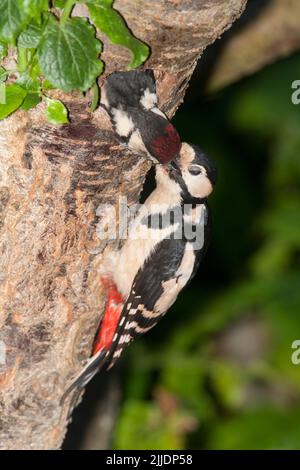 Buntspecht Dendrocopos major, Jungtier, das von einem Erwachsenen am Nestloch gefüttert wird, Claverham, Somerset, Juni Stockfoto