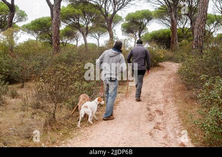 Zwei Erwachsene Männer gehen an einem nebligen Herbsttag mit ihren Hunden auf einem Weg durch einen Pinienwald. Stockfoto