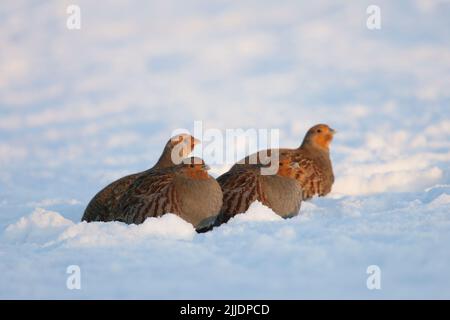 Gray Partridge Perdix perdix, covey in Snow, Snettisham, Norfolk, Großbritannien im Dezember Stockfoto