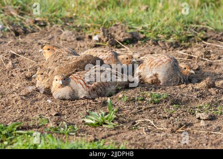 Graues Rebhuhn Perdix perdix, Erwachsene, vogelgezwitscher, Staubbaden, Elmley Marshes, Kent, Großbritannien im Oktober Stockfoto