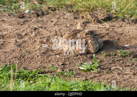 Graues Rebhuhn Perdix perdix, männlich und weiblich, Staubbaden, Elmley Marshes, Kent, Großbritannien im Oktober Stockfoto