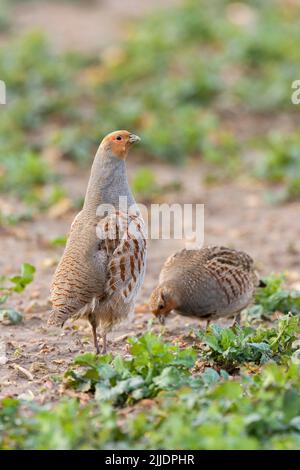 Grauer Rebhuhn Perdix perdix, männlich & weiblich, auf Ackerland Nahrungssuche, Flugplatz Little Snoring, Norfolk, Großbritannien im Februar Stockfoto