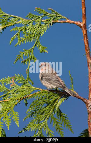 Hausfink Haemorhous mexicanus, erwachsener Rüde, thront in Nadelbaum, Nanaimo, Vancouver Island, British Columbia, Kanada, September Stockfoto