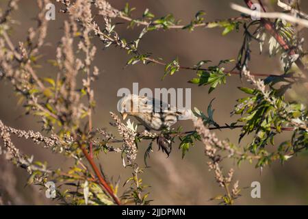 Kleinrothaarige Carduelis flammea Cabaret, weiblich im Baum sitzend, Marsh Lane, Warwickshire, Großbritannien, Dezember Stockfoto