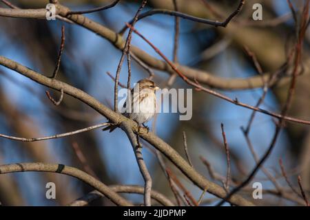 Kleinrothaarige Carduelis flammea Cabaret, weiblich im Baum sitzend, Marsh Lane, Warwickshire, Großbritannien, Dezember Stockfoto