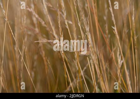 Wiese braun Maniola jurtina, thront zwischen Gras in Fontmell Down, Dorset im Juli. Stockfoto