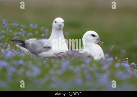 Nordfulmar Fulmarus glacialis, Paar ruhend auf der Klippe, Fetlar, Shetland Isles, Schottland, Großbritannien, Juni Stockfoto