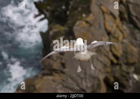 Nördlicher Fulmarus glacialis, der im Juni über der Seevögelkolonie bei Sumburgh Head, Shetland Isles, Großbritannien, schwebt, Stockfoto