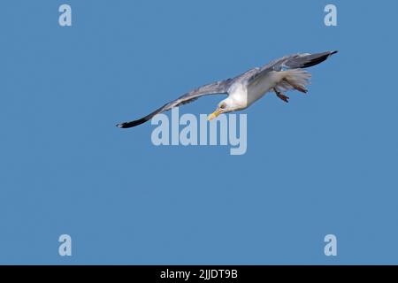 Europäische Heringsmöwe (Larus argentatus) im Flug, die im Sommer mit ausgebreiteten Flügeln an den Strand taucht Stockfoto