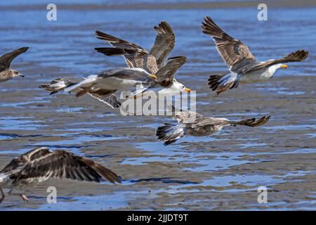 Im Sommer zieht eine Herde europäischer Heringsmöwen (Larus argentatus) vom Sandstrand an der Nordseeküste ab Stockfoto