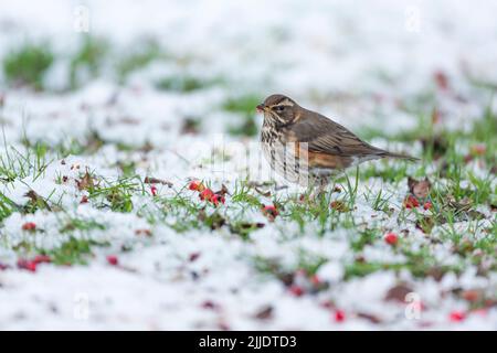 Rotflügel Turdus iliacus, Beeren im Schnee sammeln, Weston-Super-Mare, Somerset, Großbritannien, Januar Stockfoto