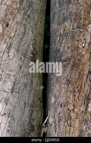 Nahaufnahme der alten und gebohrten braunen Baum weichen Fokus natürlichen grau braunen Hintergrund. Stockfoto