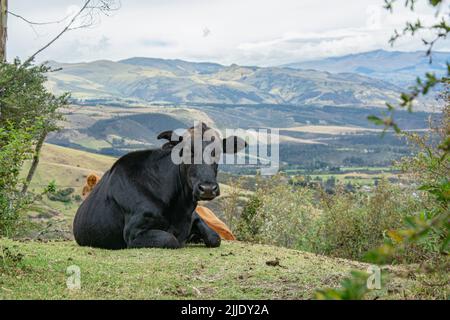 Wunderschöne Kühe grasen in den ecuadorianischen Anden Stockfoto