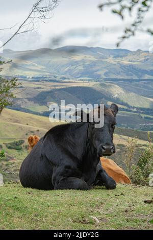 Wunderschöne Kühe grasen in den ecuadorianischen Anden Stockfoto