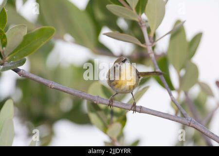 Gelber Kriegsmann Setophaga Petechia, in Mangrove, Cayo Coco, Republik Kuba, April Stockfoto