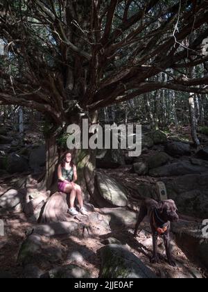 Vertikale Ansicht einer weiblichen Trekkingin mit ihrem schokoladenhund labrador Retriever, der unter einem mehrere Jahrhunderte alten Eibenbaum sitzt oder meditiert, der „Eibe“ genannt wird Stockfoto