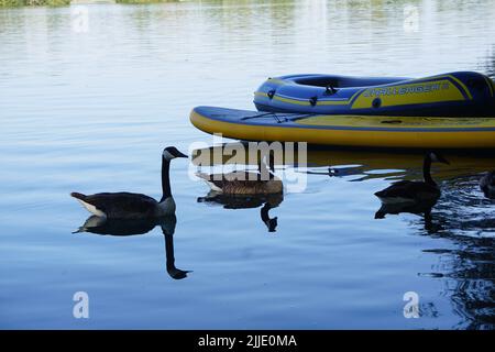 Der Erlichsee mit schwimmenden Kanadagänsen in der Nähe eines Bootes in Oberhausen-Rheinhausen Stockfoto