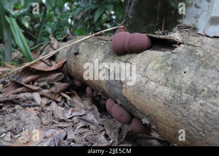 Nahaufnahme von jungen und noch wachsenden rosa braunen Kuchenpilzen von König Alfred (Daldinia Concentrica) auf der Oberfläche eines toten Jack-Fruchtstamms Stockfoto