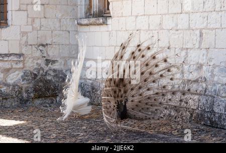 Zwei Pfauen, einer ein weißer Pfau und der andere ein Opalpfau, zeigen Federn in einem Paarungsritual auf Chateau du Rivau, Loire-Tal, Frankreich. Stockfoto