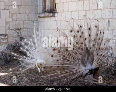 Zwei Pfauen, einer ein weißer Pfau und der andere ein Opalpfau, zeigen Federn in einem Paarungsritual auf Chateau du Rivau, Loire-Tal, Frankreich. Stockfoto