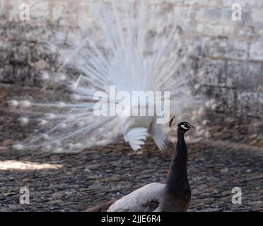 Zwei Pfauen, einer ein weißer Pfau und der andere ein Opalpfau, zeigen Federn in einem Paarungsritual auf Chateau du Rivau, Loire-Tal, Frankreich. Stockfoto