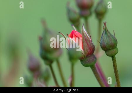 Nahaufnahme einer kleinen roten Rose mit Knospen auf verschwommenem Hintergrund. Kleiner Rosenbusch blüht im Sommergarten. Stockfoto