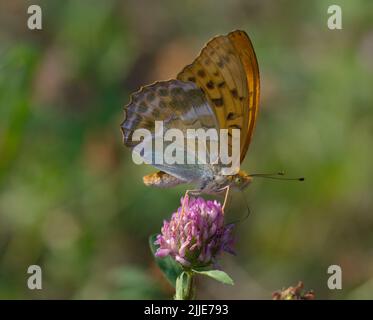 Schmetterling auf einer lila Blume auf einem Feld im Sommer Stockfoto