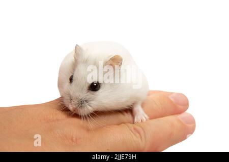 Ein süßer Hamster sitzt auf der Hand der Gastgeberin. Nahaufnahme des Hamsters. Lustiges Haustier. Stockfoto