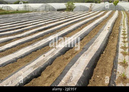 Ein landwirtschaftliches Feld, das aus Rillen besteht, die mit Kunststoff bedeckt sind, um in einer symmetrischen und schönen Reihe zu Pflanzen Stockfoto