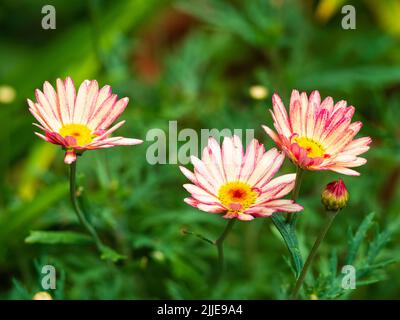 Cremefarbene und rosa Gänseblümchen-Blüten des halbharten Unterstrauch marguerite, Argyranthemum frutescens 'Banana Split' Stockfoto