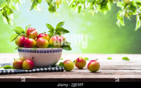 Frische Pflaumen in der Schüssel auf dem Gartentisch. Erntezeit der Kirschpflaumen. Reife Bio-Sommerfrüchte Stockfoto